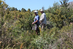 Aspalathus astroites