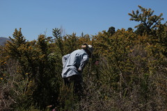 Aspalathus astroites