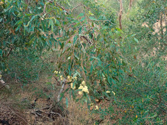 Eucalyptus microcarpa