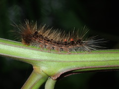 Euproctis melanosoma