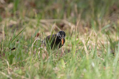 Spodiopsar cineraceus