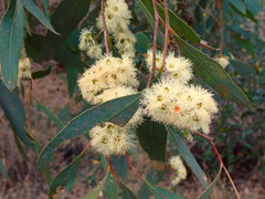 Eucalyptus microcarpa