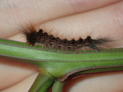 Euproctis melanosoma