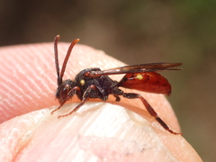 Nomada ferruginata