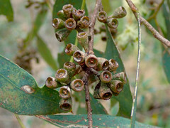 Eucalyptus microcarpa