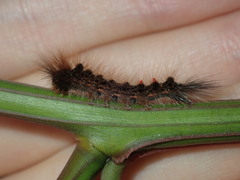 Euproctis melanosoma