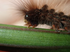 Euproctis melanosoma