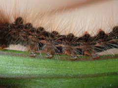 Euproctis melanosoma