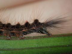 Euproctis melanosoma