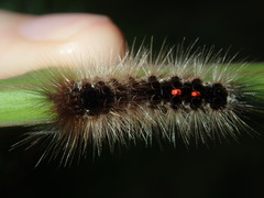 Euproctis melanosoma