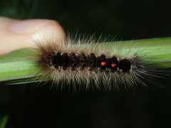 Euproctis melanosoma