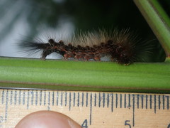 Euproctis melanosoma