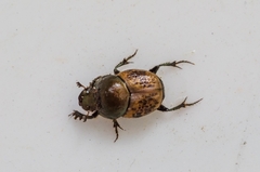 Onthophagus coenobita