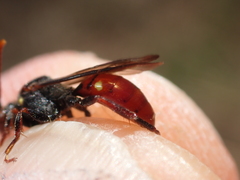 Nomada ferruginata