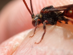 Nomada ferruginata