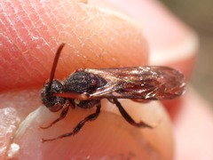 Nomada ferruginata