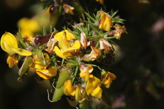 Aspalathus astroites