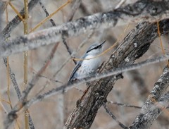 Sitta europaea albifrons