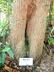 Shorea curtisii
