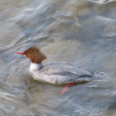 Mergus merganser