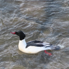Mergus merganser