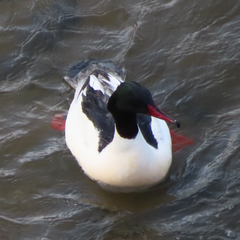 Mergus merganser