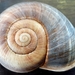 Southern Flat-coiled Snail - Photo (c) Hugh Simmons, some rights reserved (CC BY-NC), uploaded by Hugh Simmons