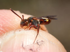 Nomada fucata