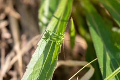 Tettigonia orientalis