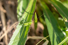 Tettigonia orientalis