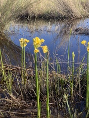 Calostemma luteum