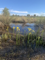 Calostemma luteum