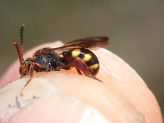 Nomada fucata