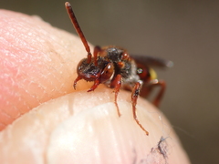 Nomada fucata