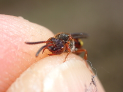 Nomada fucata