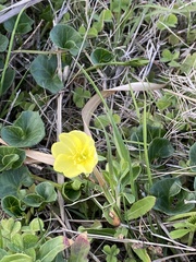 Oenothera