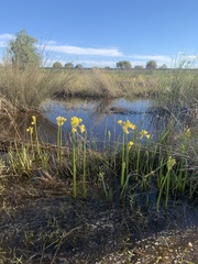 Calostemma luteum
