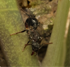 Stictoponera bicolor