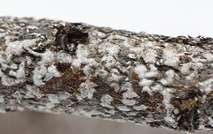 Chionaspis salicis