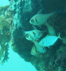 Cochleoceps bicolor