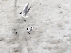 Chroicocephalus ridibundus