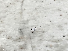 Chroicocephalus ridibundus