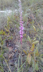 Liatris quadriflora