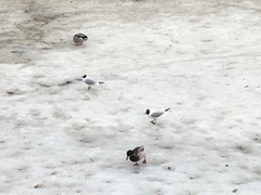 Chroicocephalus ridibundus