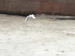 Chroicocephalus ridibundus