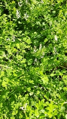 Fumaria macrocarpa