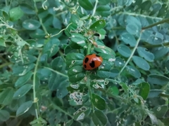 Coccinella septempunctata