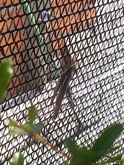 Schistocerca flavofasciata