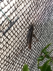 Schistocerca flavofasciata