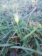 Gagea pratensis